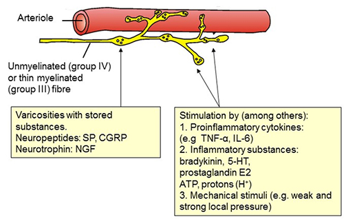 Innervation Of The Thoracolumbar Fascia European Journal Of Translational Myology