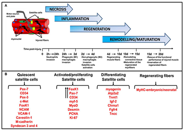 Stem cells and tissue niche: two faces of the same coin of muscle ...