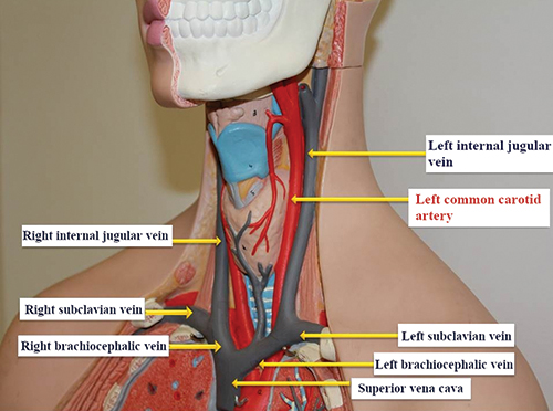 left subclavian vein anatomy
